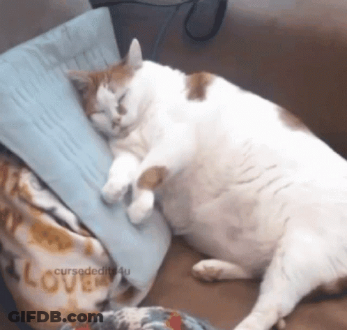 Cat Sleeping On Pillow With Love Blanket GIF