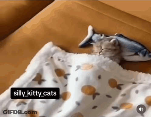 Cat Sleeping With Fish Toy On Head GIF