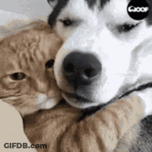 Cat Sleeping With Head On Another Cat's Paw GIF