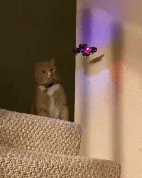Cat Smashed The Drone GIF
