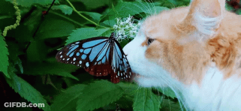 Cat Smelling Butterfly On Plant GIF