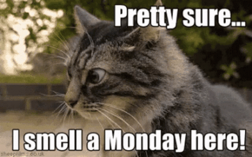 Cat Smells A Manic Monday GIF