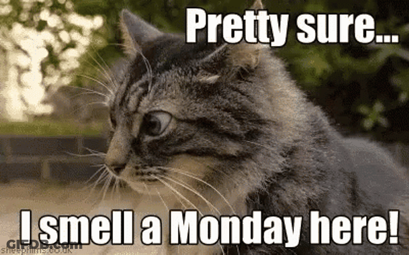 Cat Smells Another Monday GIF