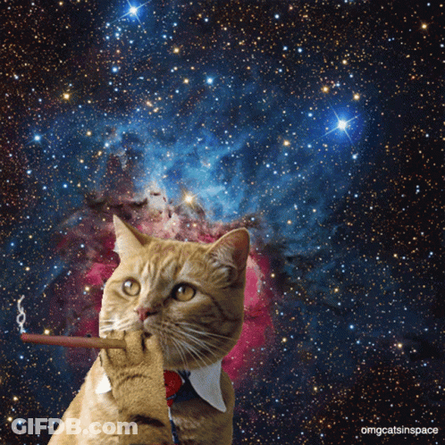 Cat Smoking Cigarette With Omgcatsinspace GIF