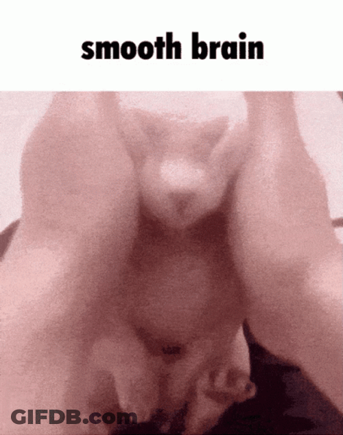 Cat Smooth Brain GIF