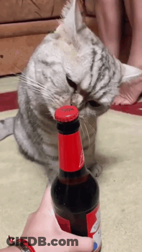 Cat Sniffing Budweiser Beer Bottle Cap GIF