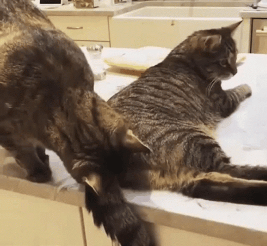 Cat Sniffing Cat Disappointed GIF