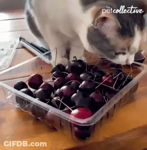 Cat Sniffing Cherries In Petcollective Container GIF