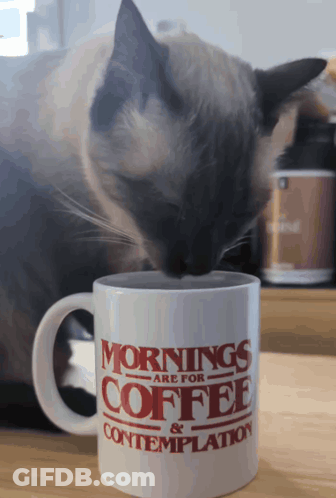 Cat Sniffing Coffee Mug Mornings Are For Coffee And Contemplation GIF