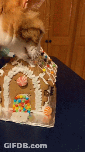 Cat Sniffing Gingerbread House GIF