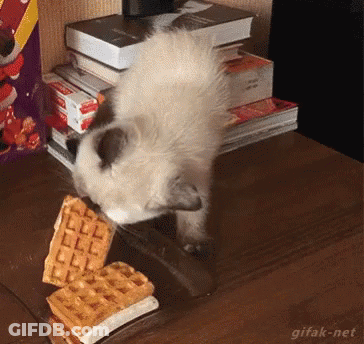 Cat Sniffing Waffle With Books In Background GIF