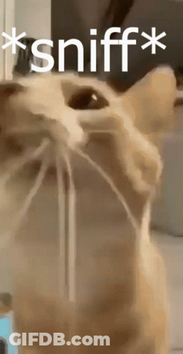 Cat Sniffing With Sniff Text GIF