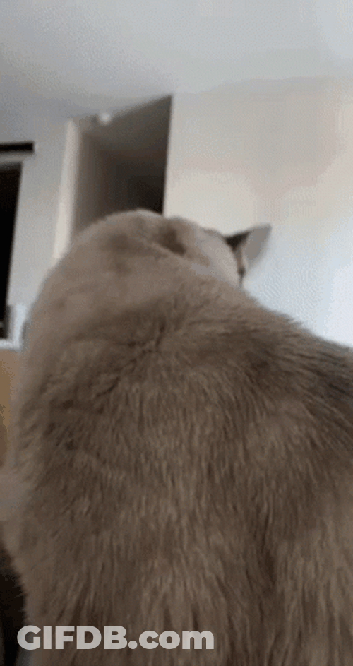 Cat Soft Head Patting GIF