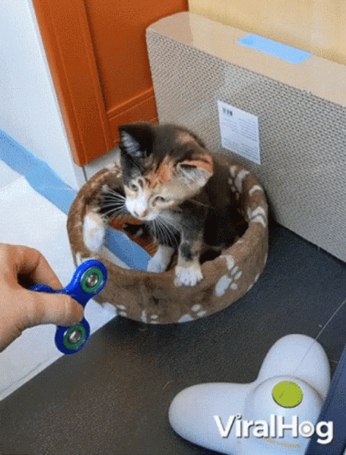 Cat Spin The Fidget Spinner GIF
