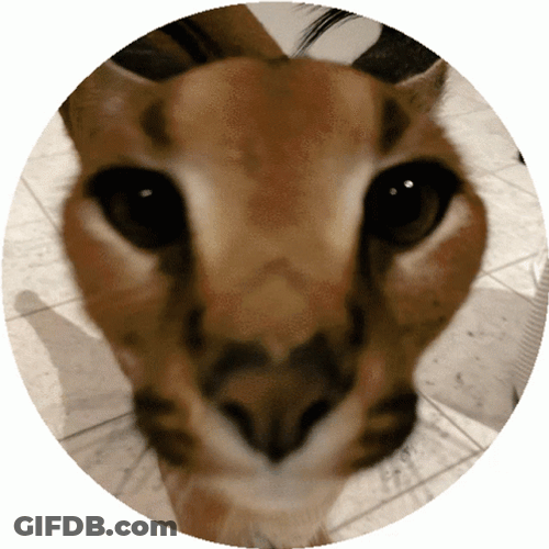 Cat Spinning Face On A Circle GIF
