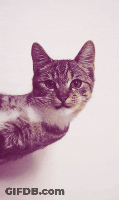 Cat Spinning Fast Loop GIF