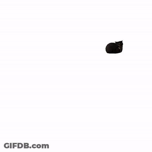 Cat Spinning From The Back To Front GIF