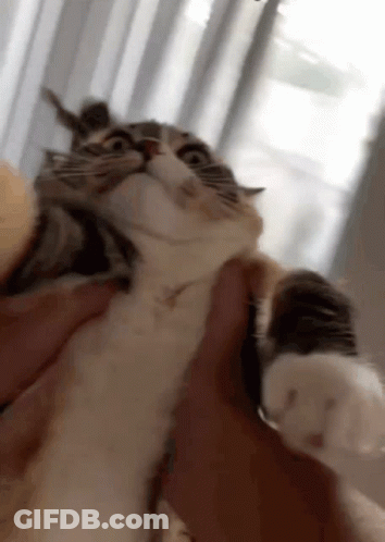 Cat Spinning GIF