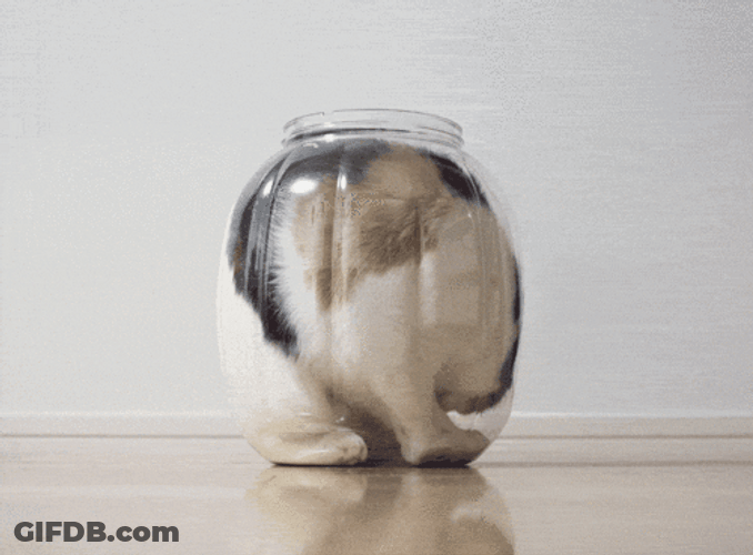 Cat Spinning In A Glass GIF