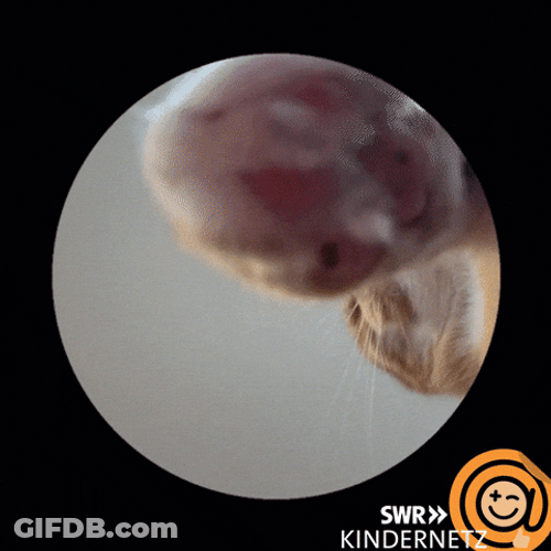 Cat Spinning Knocking Trend GIF