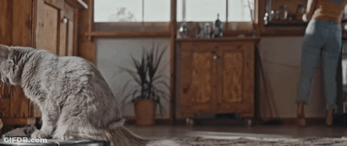 Cat Spinning Slowly On Top Of A Vacuum GIF