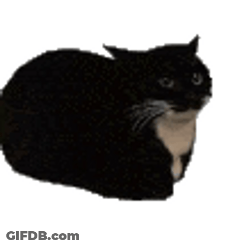 Cat Spinning Slowly GIF