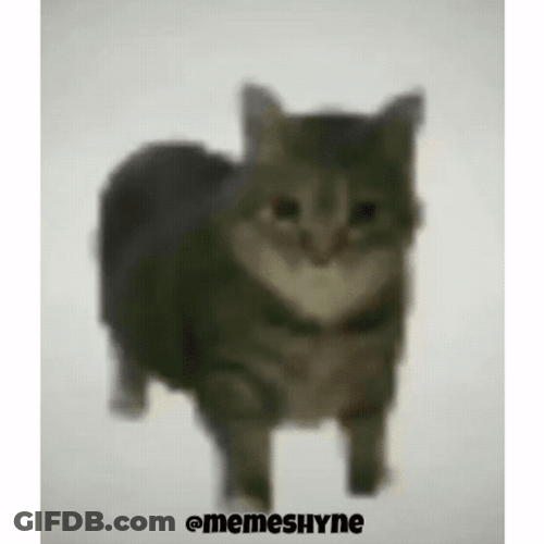 Cat Spinning Then Standing GIF