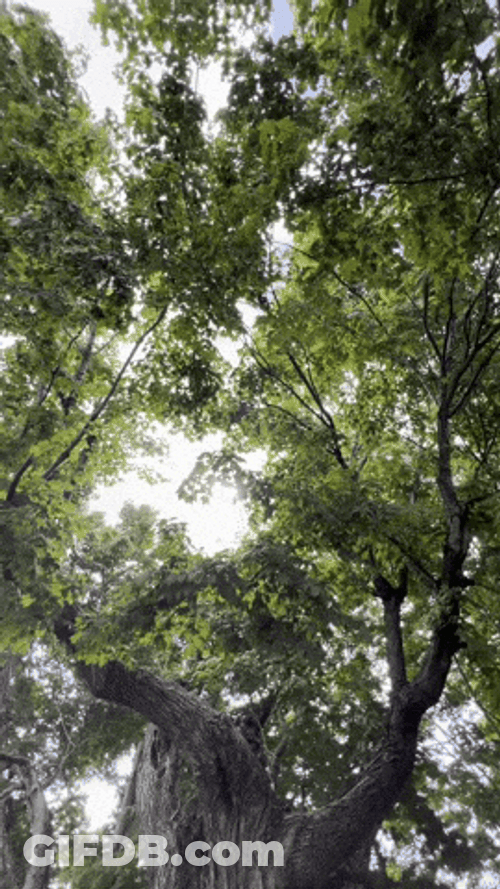 Cat Spinning With Forests In The Background GIF