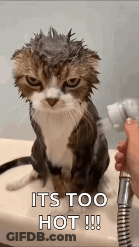 Cat Sprayed While Bathing With Shower Head GIF