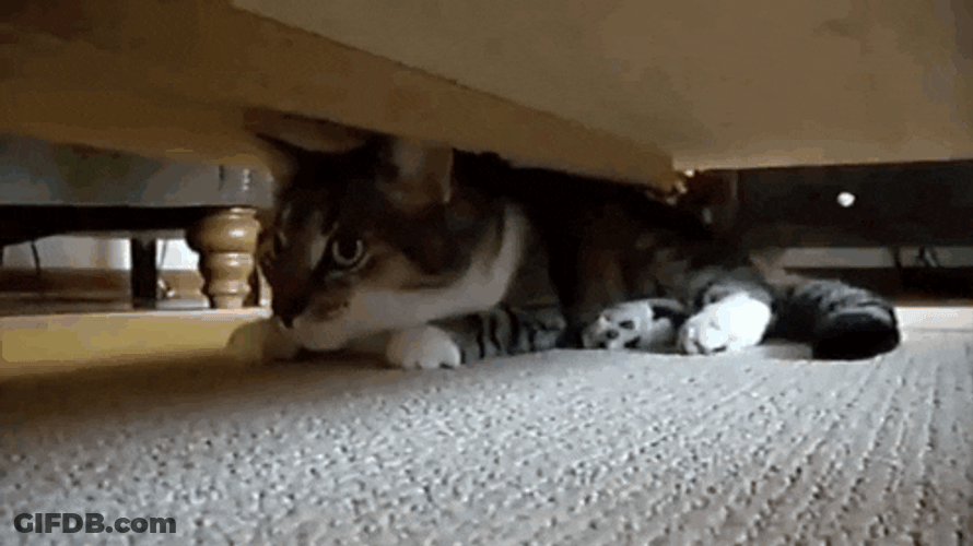 Cat Spy Under The Bed GIF