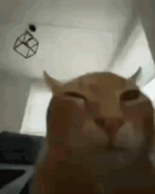 Cat Squint Eyes GIF