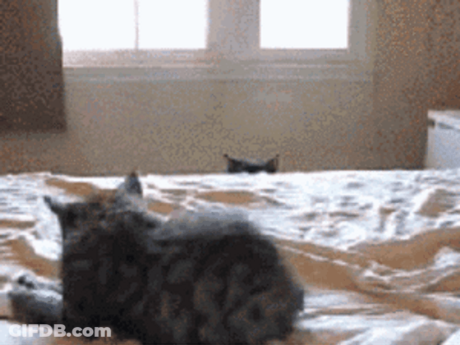 Cat Stalker Plotting GIF