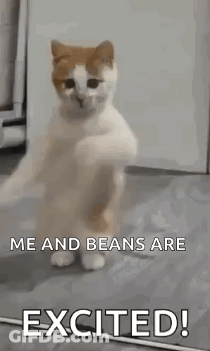 Cat Standing And Dancing GIF