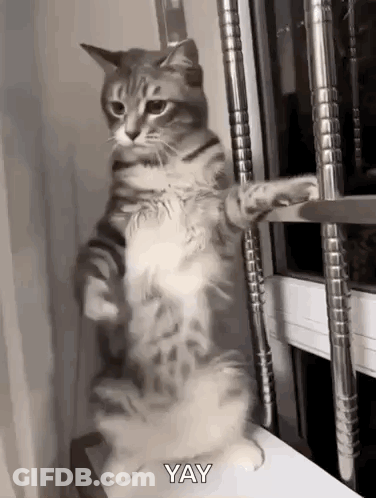 Cat Standing And Saying Yay GIF