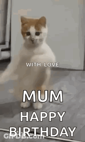 Cat Standing And Waving Paws GIF