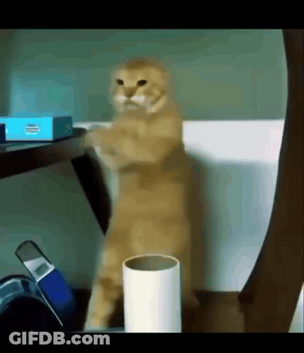 Cat Standing Before HP Box GIF