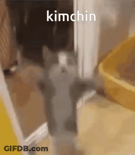Cat Standing Before Kimchin Door GIF