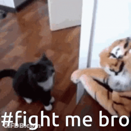 Cat Standing Before Stuffed Tiger Saying Fight Me Bro GIF