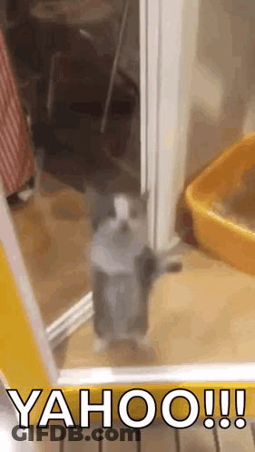 Cat Standing Before Yahoo Door GIF