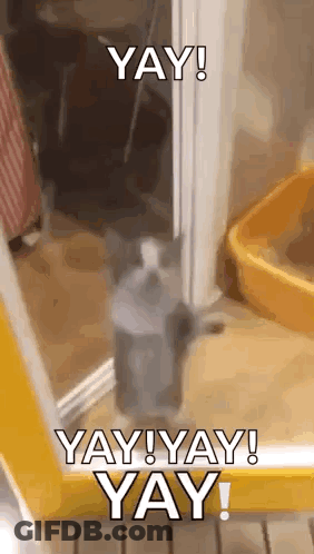 Cat Standing Before Yay Door GIF