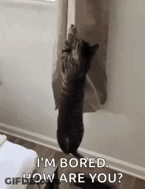 Cat Standing Beside Shower Curtain Asking How Are You GIF