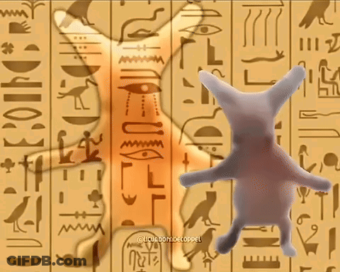 Cat Standing By Ancient Writing Wall GIF