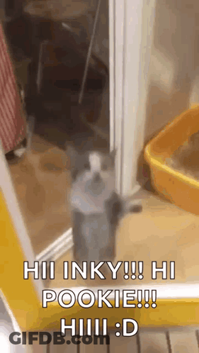 Cat Standing By Door Saying Hi GIF