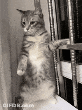 Cat Standing By Window GIF