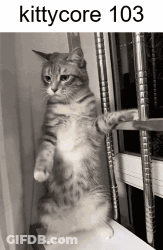 Cat Standing By Window With 103 GIF
