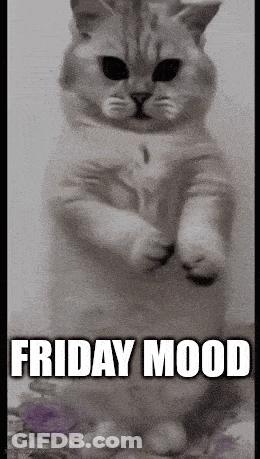 Cat Standing Friday Mood GIF