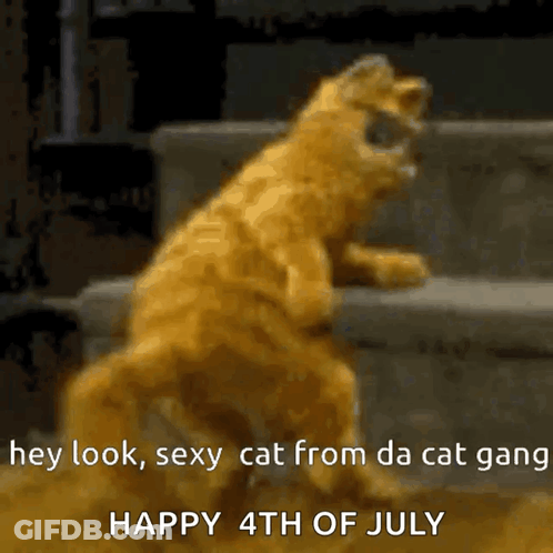 Cat Standing Hey Look Sexy Cat From Da Cat Gang GIF