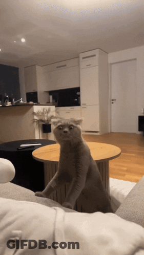 Cat Standing Hind Legs On Table In Living Room GIF