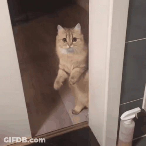Cat Standing In Bathroom Doorway GIF