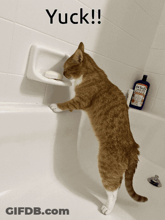 Cat Standing In Bathtub Next To Dr Tonis Bottle GIF